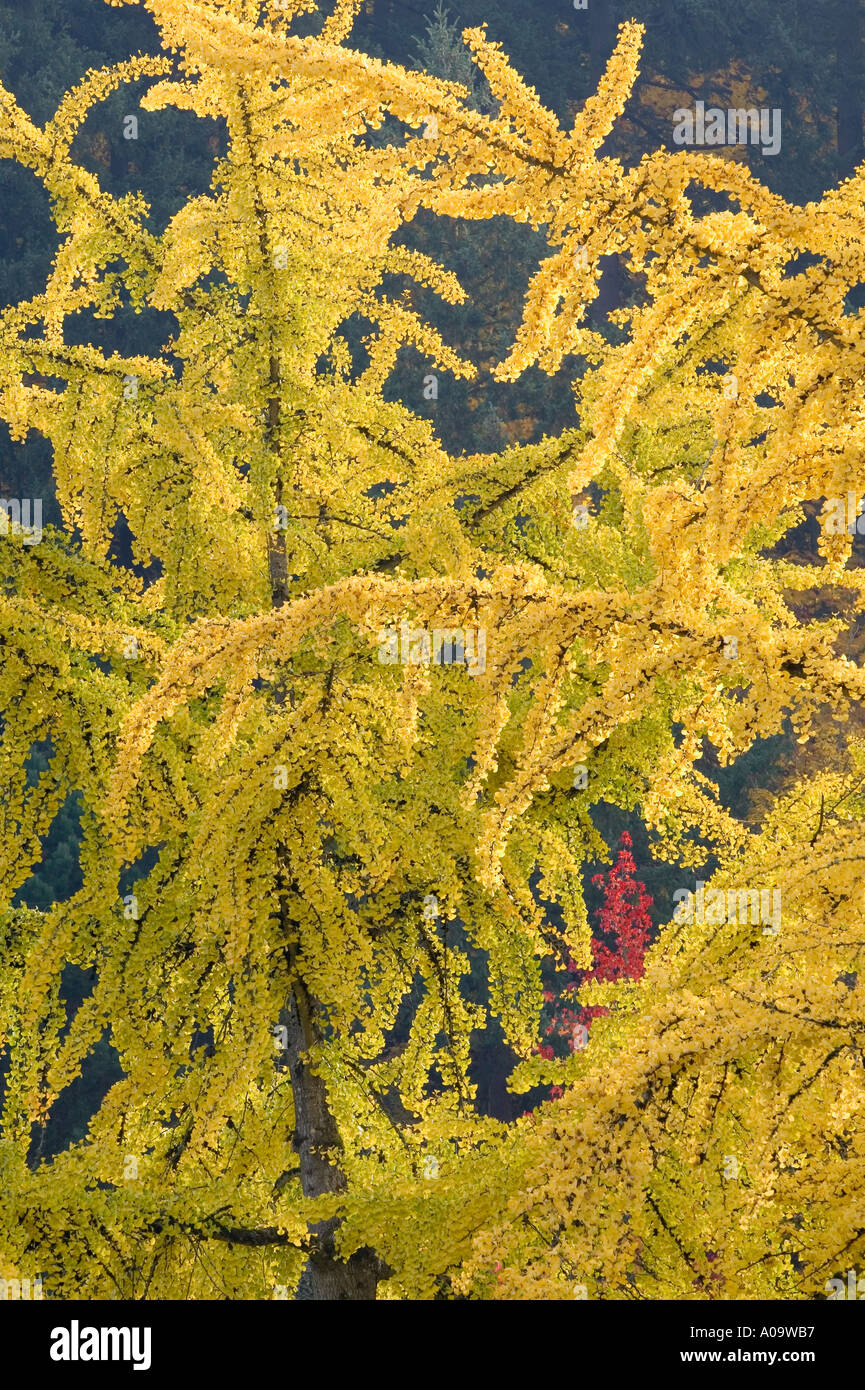 La couleur de l'automne dans les arbres Ginko Skinner Butte Park Eugene Oregon Banque D'Images