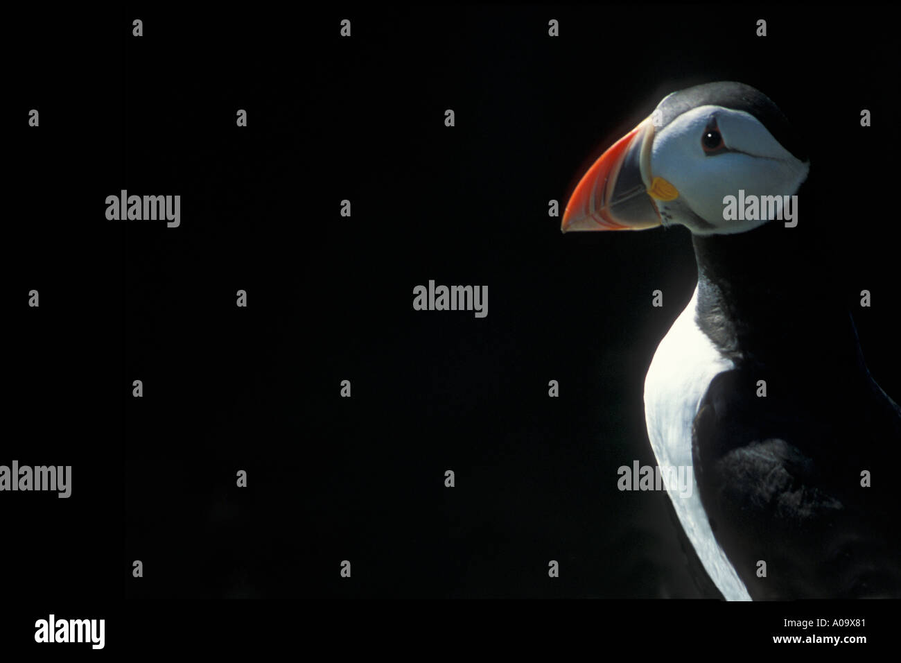 Macareux moine (Fratercula arctica) sur l'île de Skomer Parc national Pembrokeshire Wales Cymru UK Royaume-Uni GB Grande Bretagne Banque D'Images
