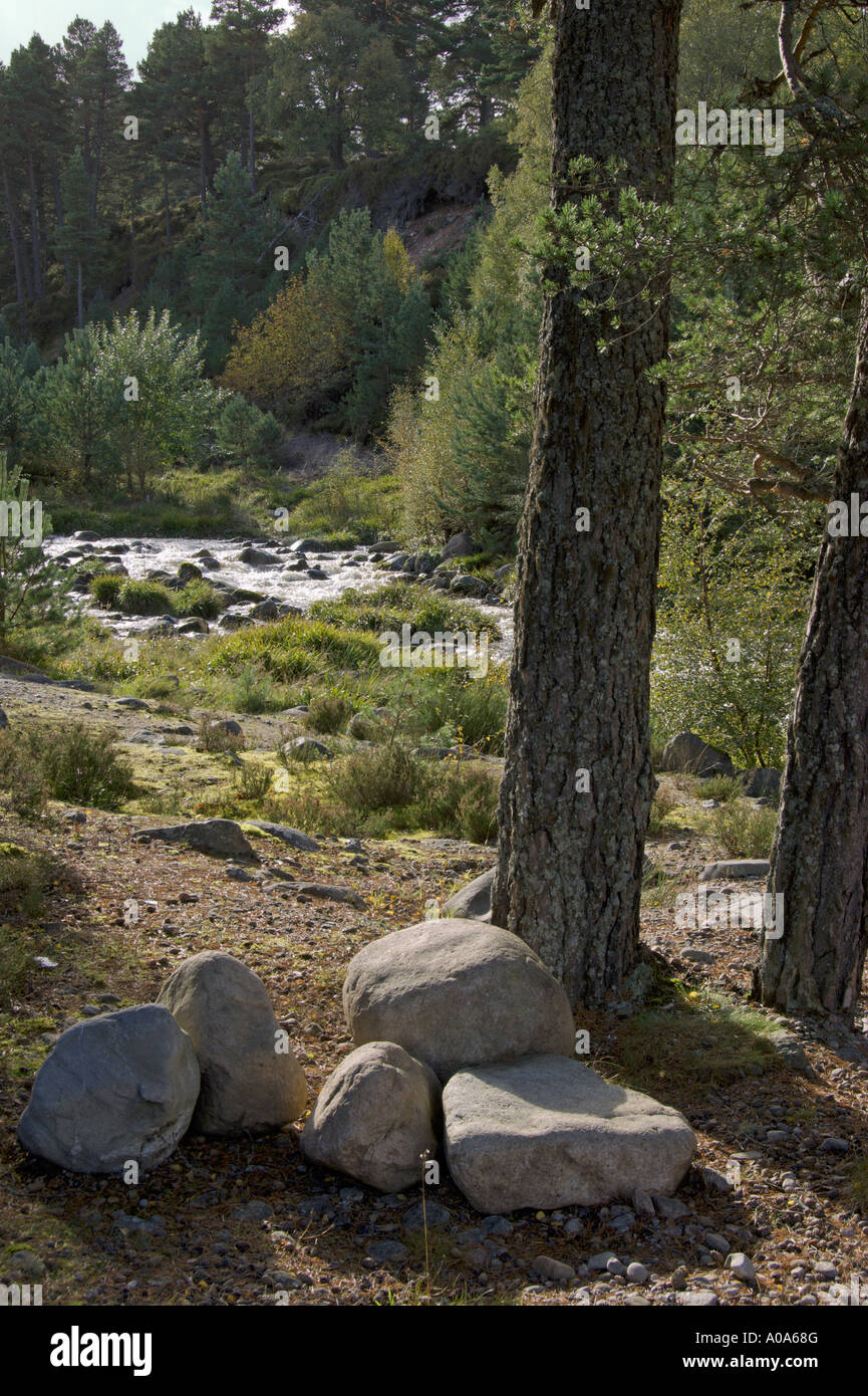 Scot de la rivière Pin ancien Forêt écossaise Rothiemurchus Parc national de Cairngorm Aviemore Highlands écossais Banque D'Images