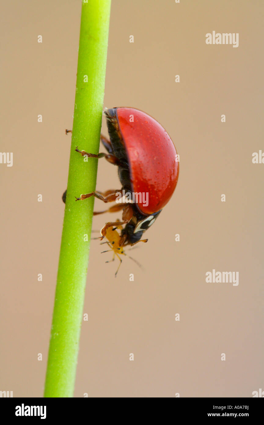 Spottless 'neuf'-spotted Ladybug beetle (Cycloneda munda) sur une tige avec l'Aphis nerii. Ces coléoptères sont preditors les pucerons et donc l'exécution d'un service à l'homme. Il a été photographié dans la vallée du Rio Grande au sud du Texas. Cela a été photographié avec un appareil photo numérique de 16 mégapixels. Banque D'Images