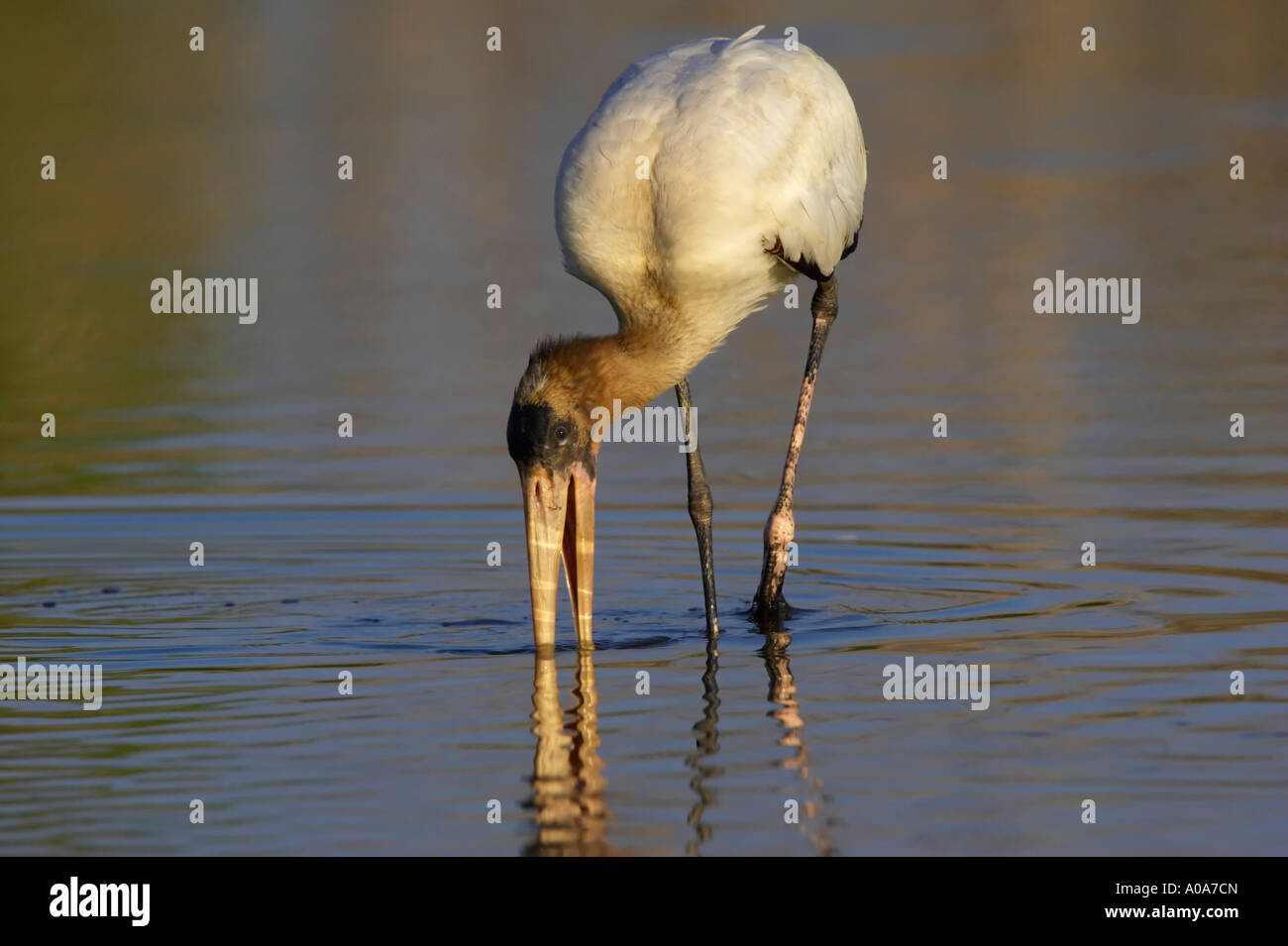 Wood Stork (Mycteria americana) Banque D'Images