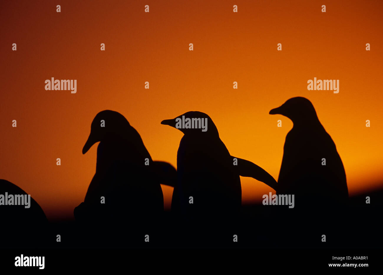 Manchots Papous (Pygoscelis papua) au coucher du soleil, Nouvelle Île, Îles Falkland Banque D'Images