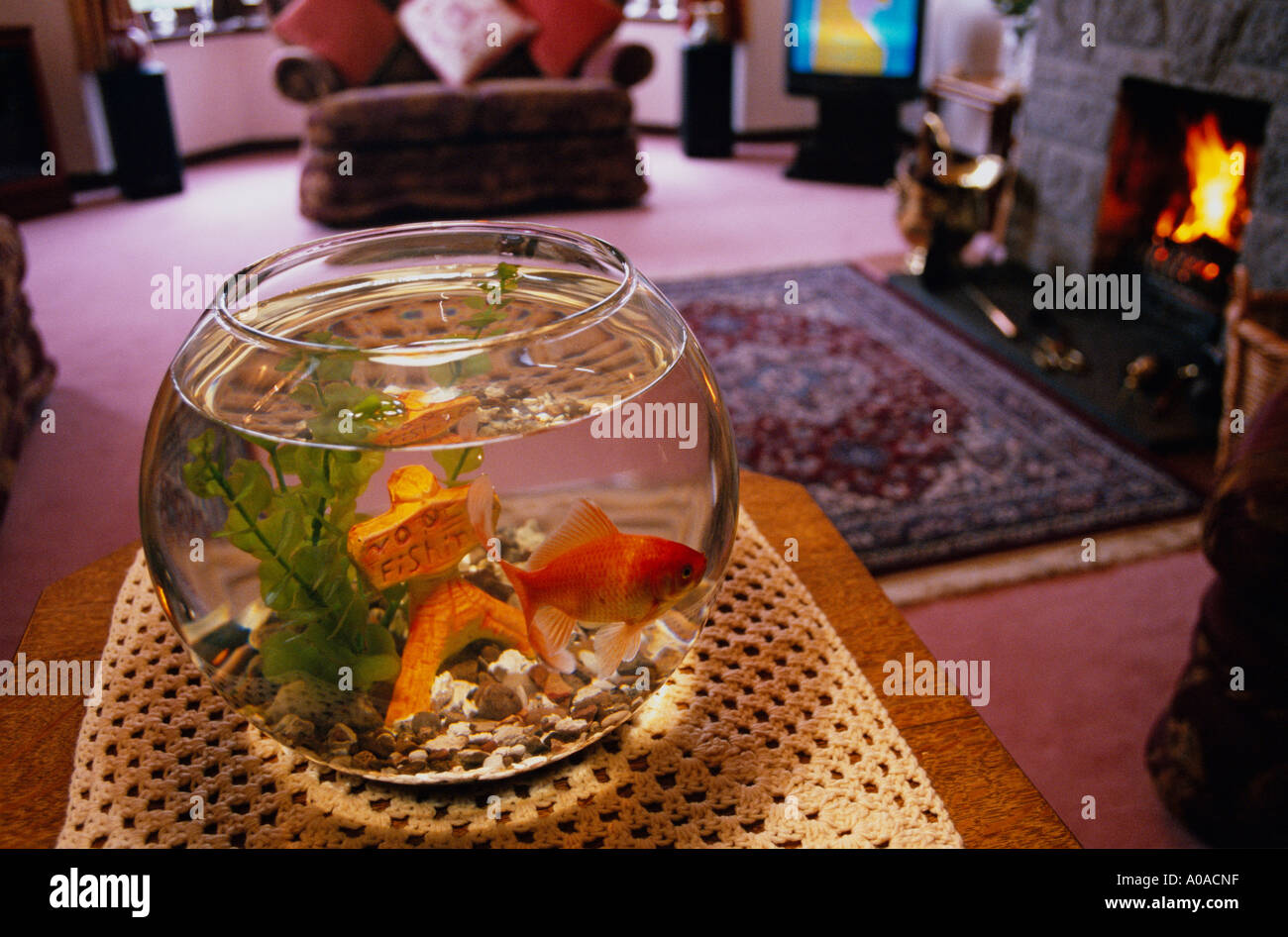 Politique commune Carassin (Carassius auratus) dans Goldfish Bowl Banque D'Images