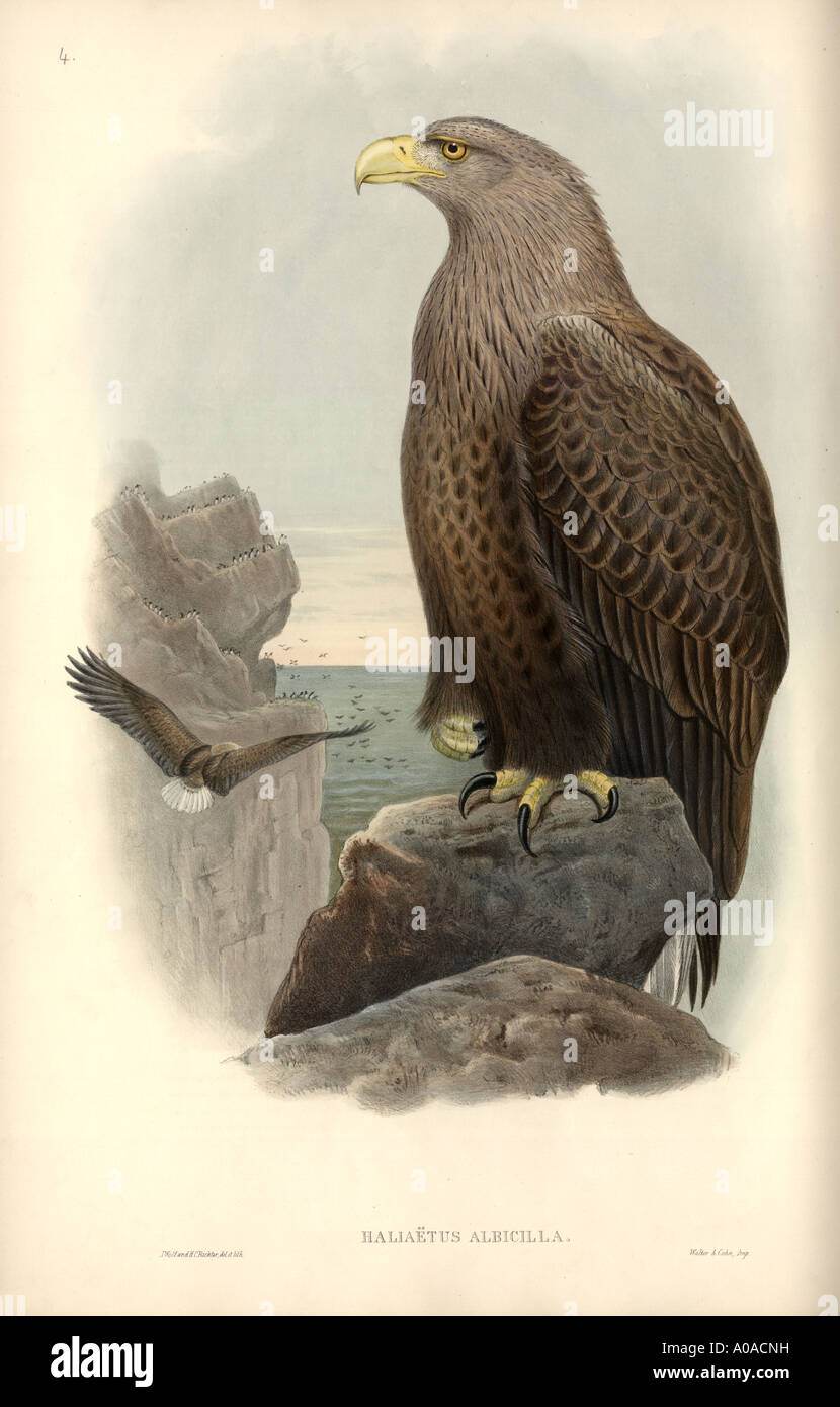 Haliaeetus albicilla aigle de mer à queue blanche Banque D'Images
