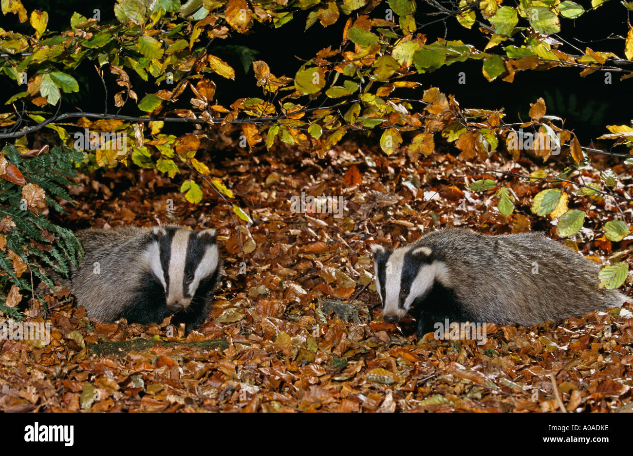 Le blaireau (Meles meles) en quête de bois de hêtre en automne, UK Banque D'Images