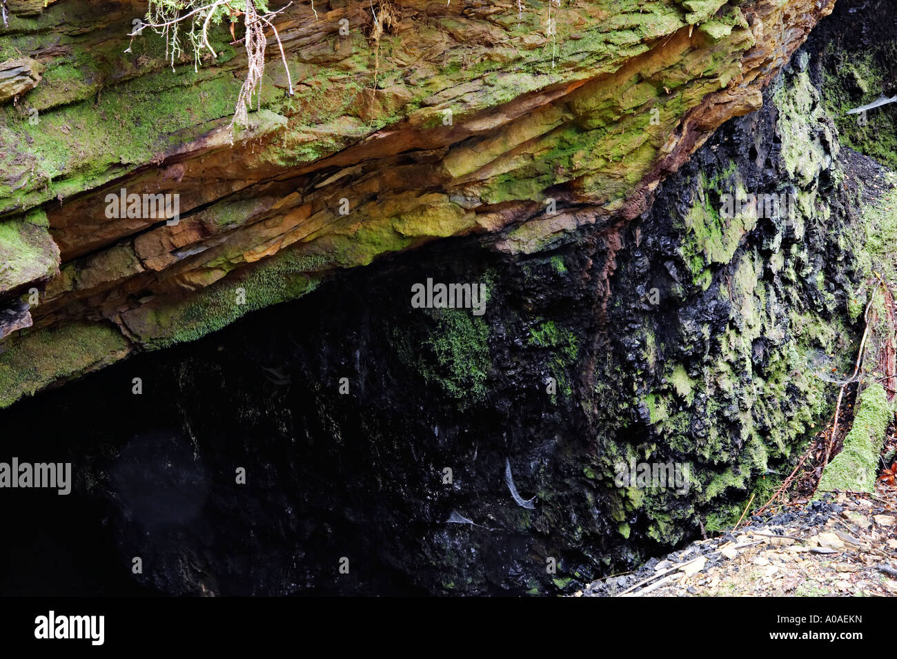 Veine de charbon, Charbon Mine Alborns à pied, le Parc Forestier de Victoria, Reefton, île du Sud, Nouvelle-Zélande Banque D'Images