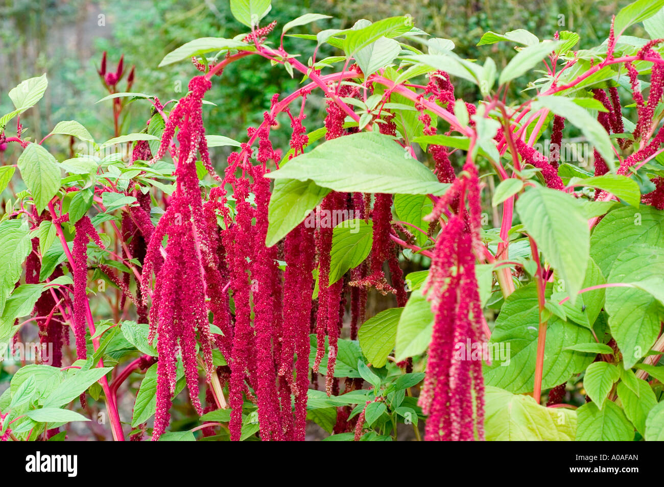 Fleurs rouge foncé de l'Amarante Banque D'Images