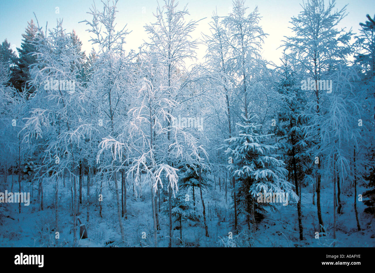Frosty trees à dalecarlia, Suède Banque D'Images