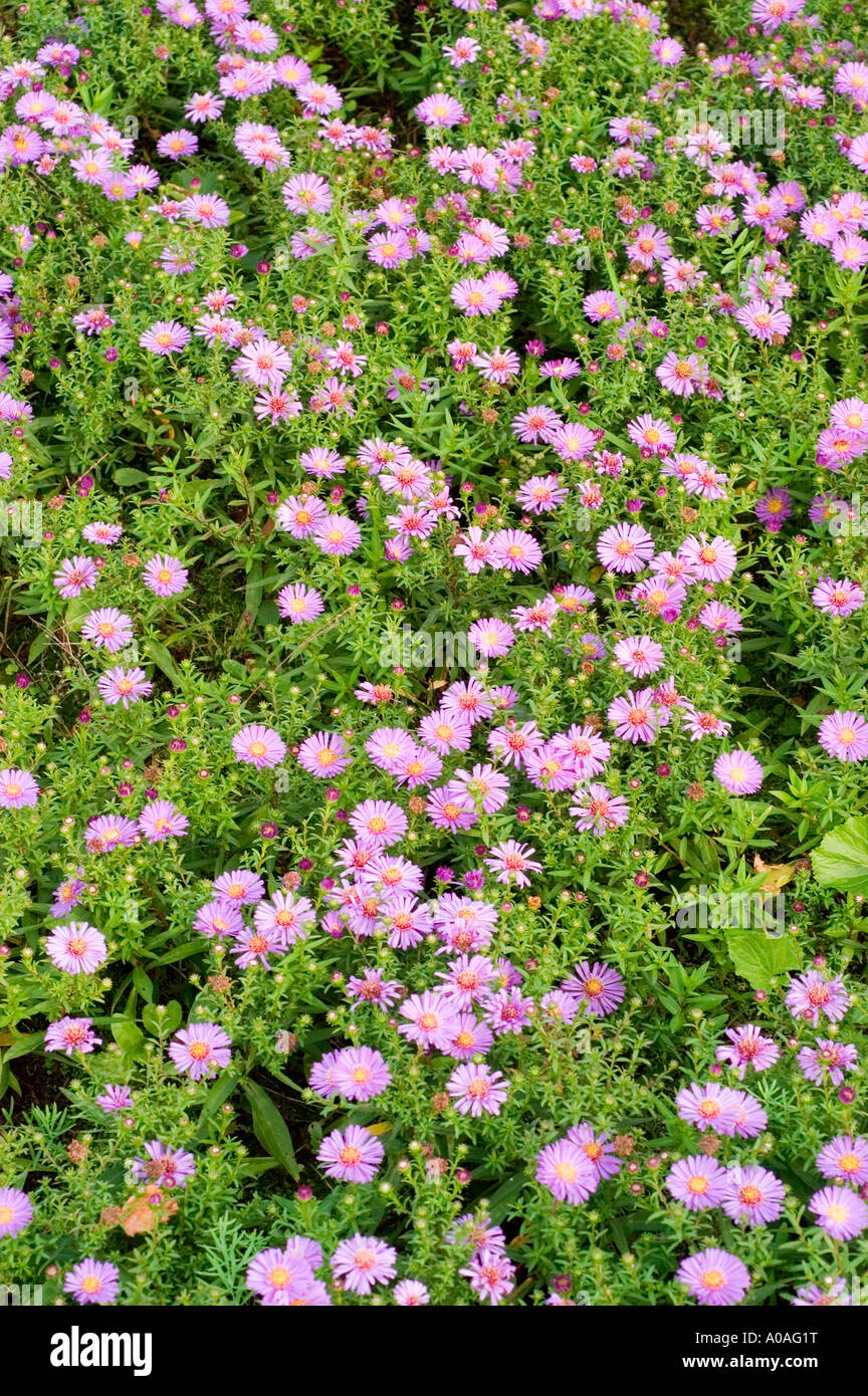 Beaucoup de violet rose fleurs d'automne de Bushy aster Asteraceae Aster dumosus var amarante du Pacifique Banque D'Images