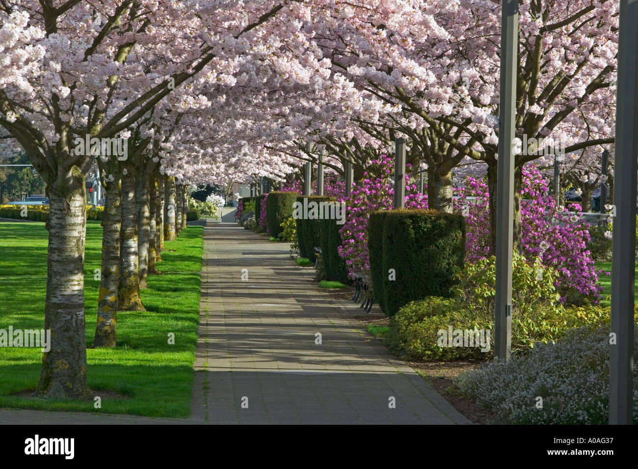 Oregon State Capitol motif au printemps Salem Oregon Banque D'Images
