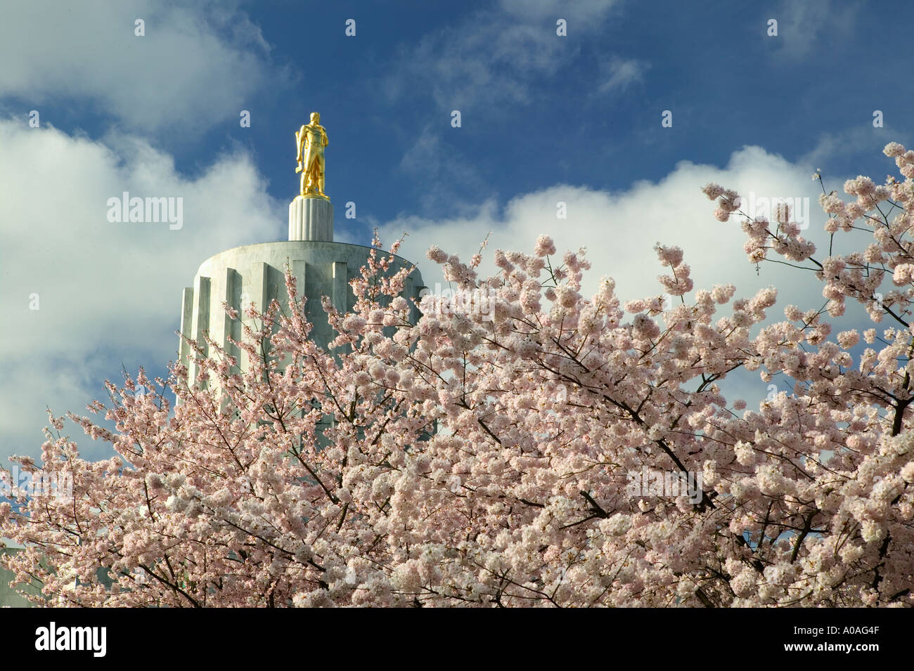 Golden Pioneer statue et fleurs de cerisier à l'Oregon State Capitol Salem OU Banque D'Images