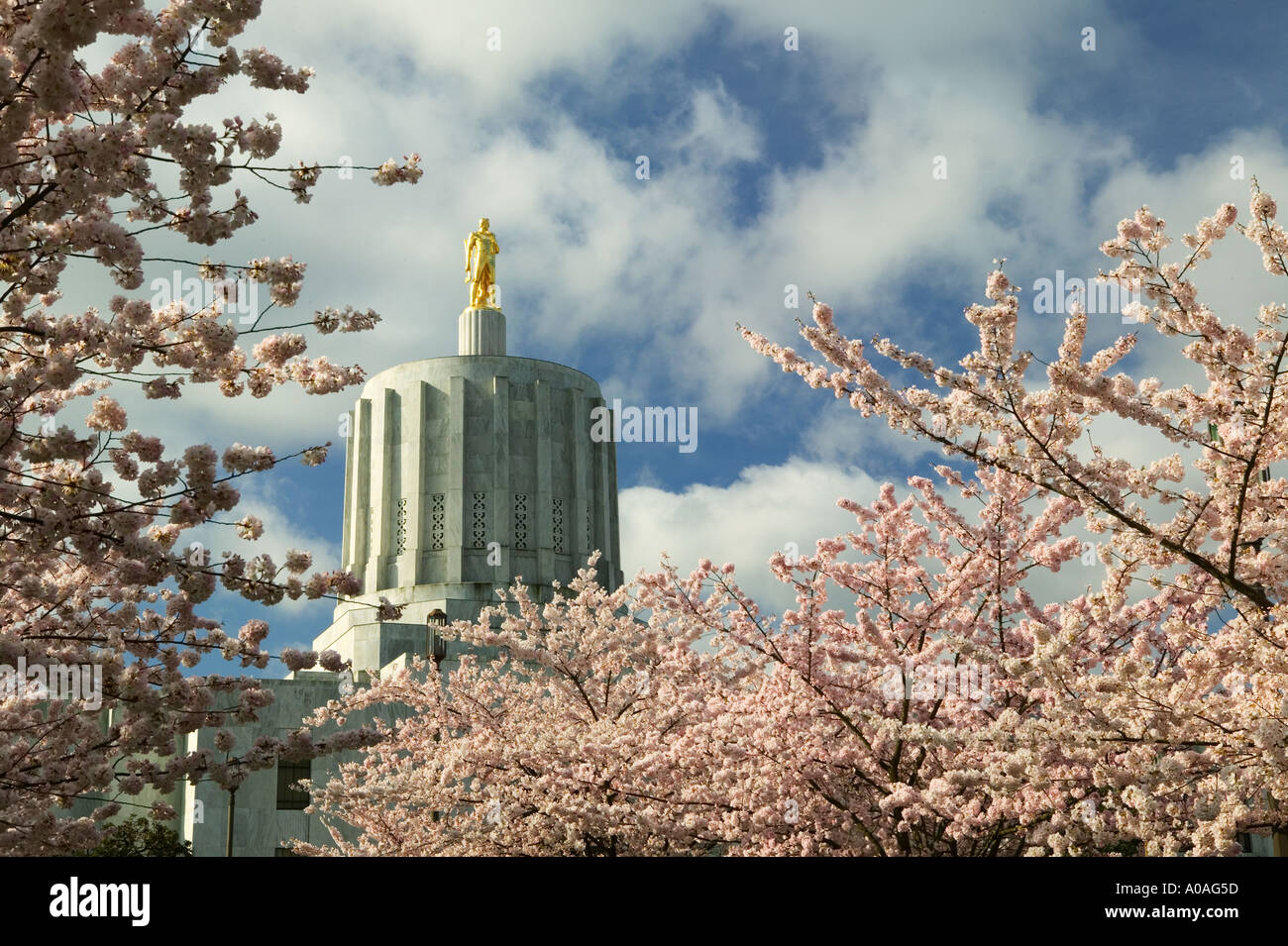 Golden Pioneer statue et fleurs de cerisier à l'Oregon State Capitol Salem OU Banque D'Images