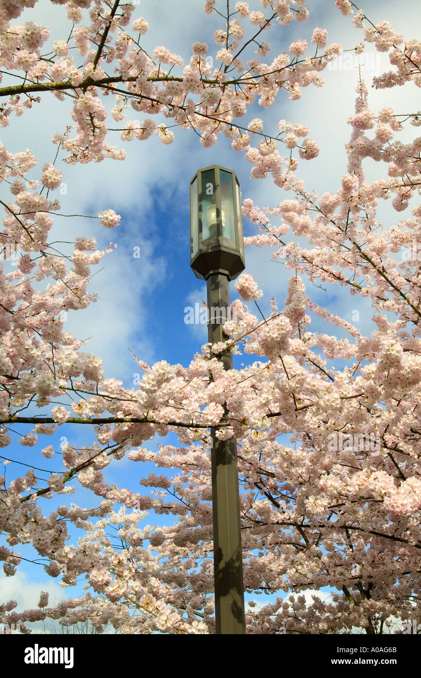 Lampadaire avec la floraison des cerisiers au sol ou Salem Capitol Banque D'Images