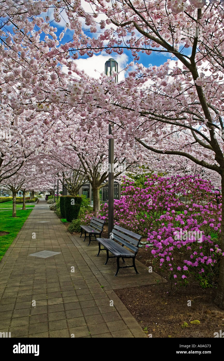 Lampadaire avec la floraison des cerisiers au sol ou Salem Capitol Banque D'Images