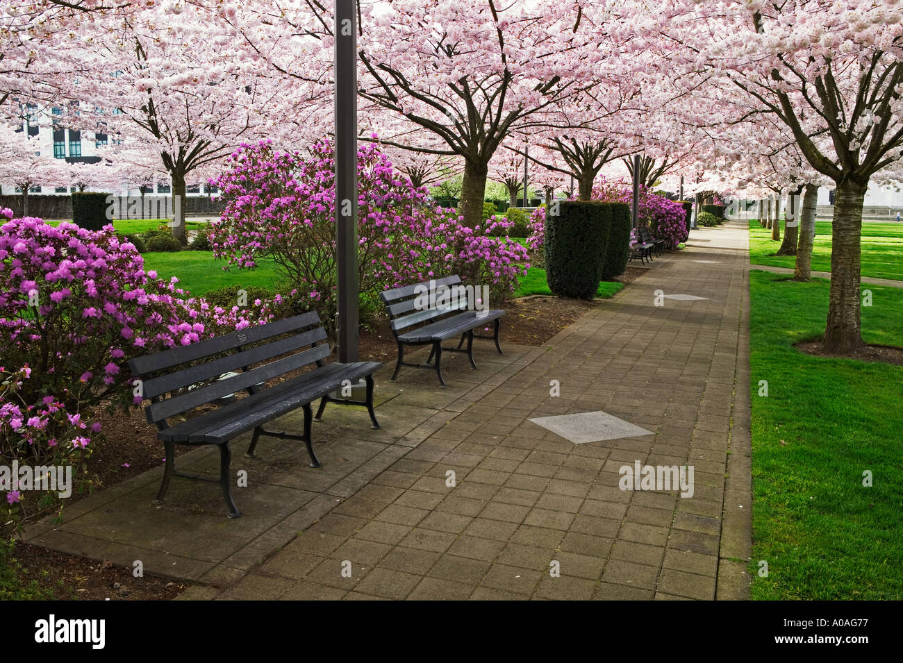 Au chemin des motifs du capitole de l'État avec la floraison des cerisiers Salem Oregon Banque D'Images