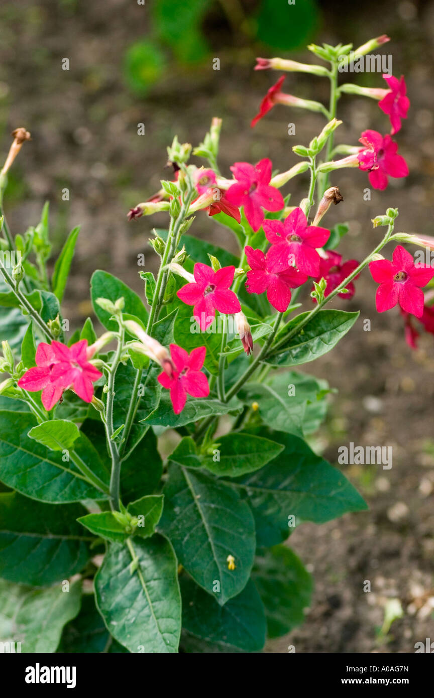 Fleurs rouge pourpre de plante Nicotiana Domino Banque D'Images