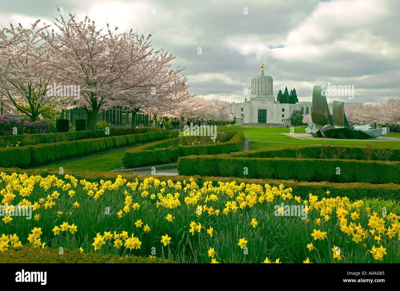 Motifs du capitole de l'État avec la floraison des cerisiers et dafodils Salem Oregon Banque D'Images