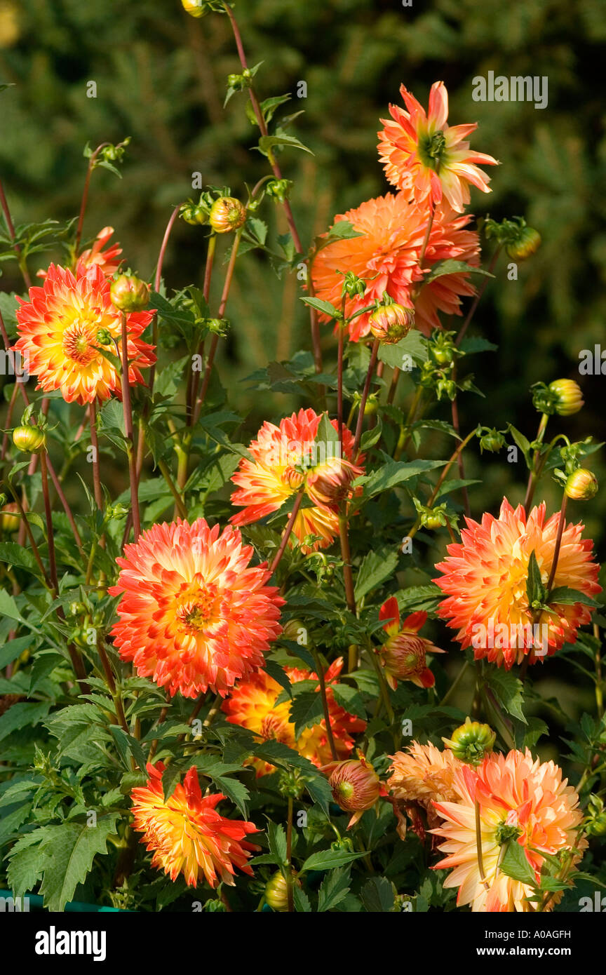 Fleurs rouges et jaunes vibrantes de Dahlia Copernic fleurissant dans un jardin avec feuillage vert et bourgeons. Beau fond floral d'été. Banque D'Images