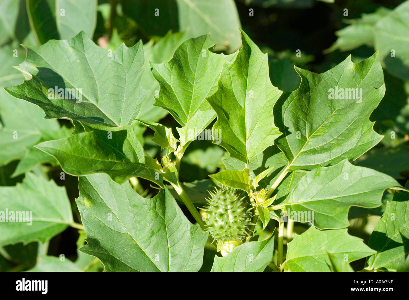 Angel s trompette Solanaceae Datura inoxia Europe Amérique Banque D'Images