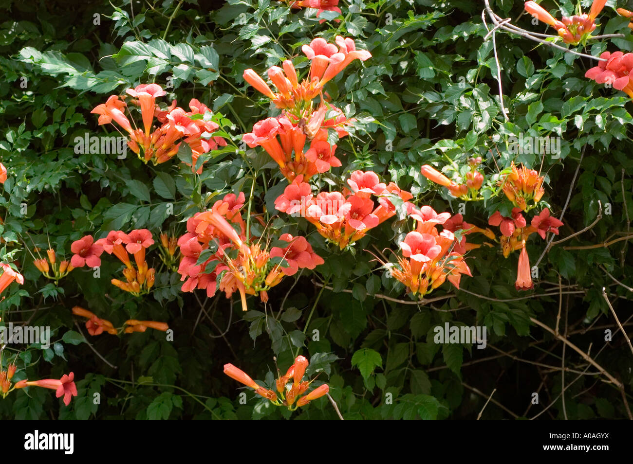Rose et orange fleurs de vigne trompette campsis radicans Nord Banque D'Images