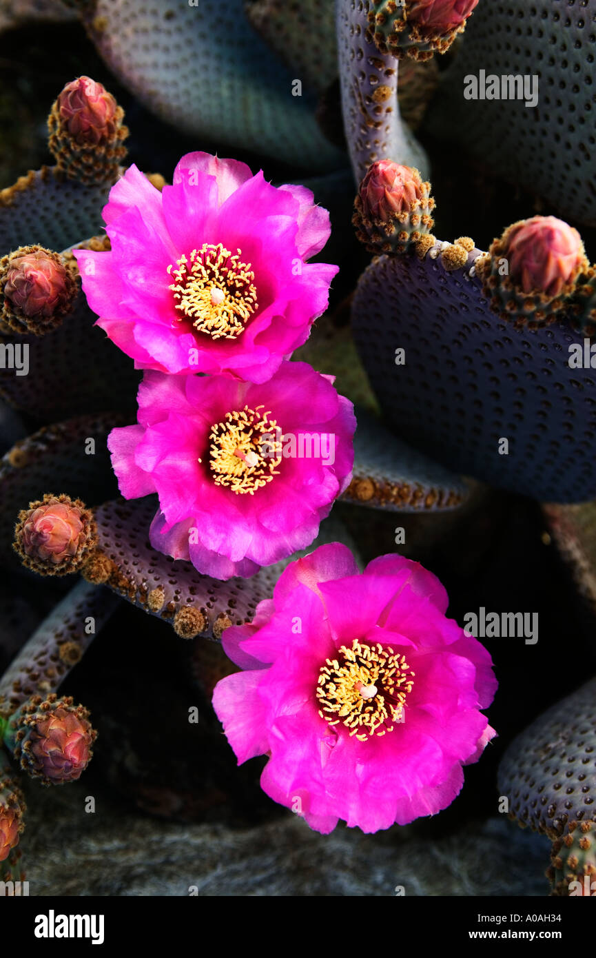 Fleur de cactus Opuntia basilaris castor Joshua Tree National Park en Californie Banque D'Images
