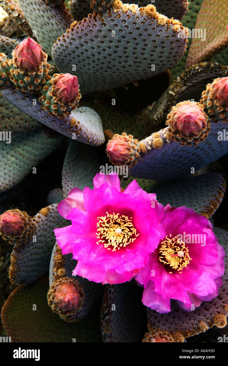 Fleur de cactus Opuntia basilaris castor Joshua Tree National Park en Californie Banque D'Images