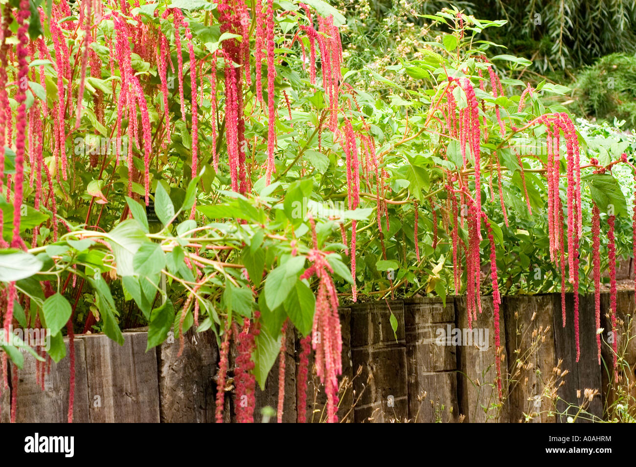 Les fleurs rouges de loves lies bleeding ou un pendentif amarante ou Tassel fleur ou Quilete Amaranthaceae Amaranthus caudatus Banque D'Images