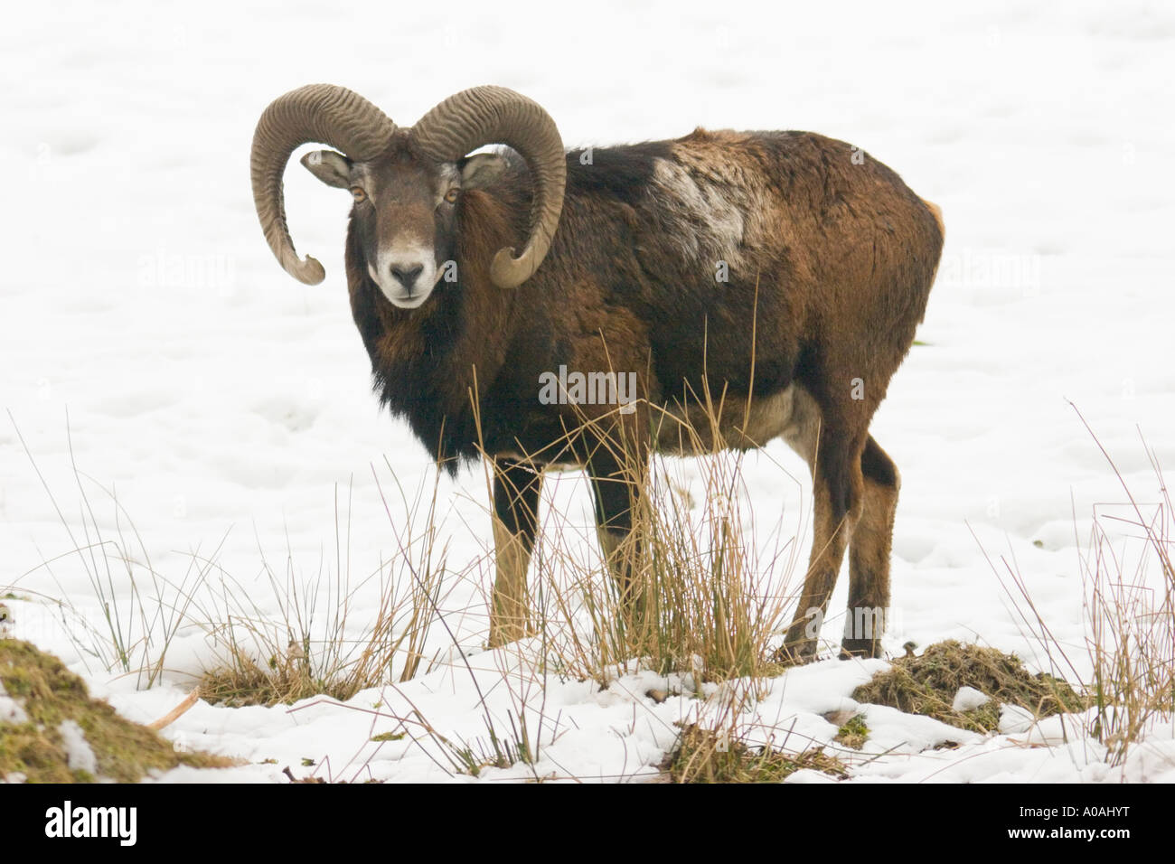 Un mouflon européen mâle (Ovis ammon musimon) debout dans la neige Banque D'Images