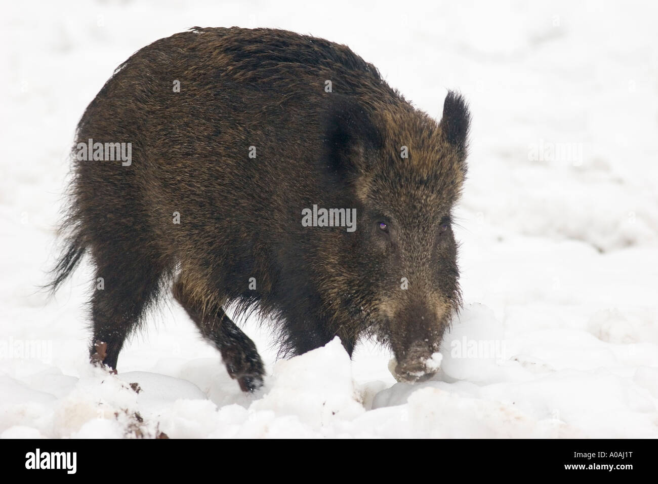 Un sanglier (Sus scrofa) dans la neige Banque D'Images