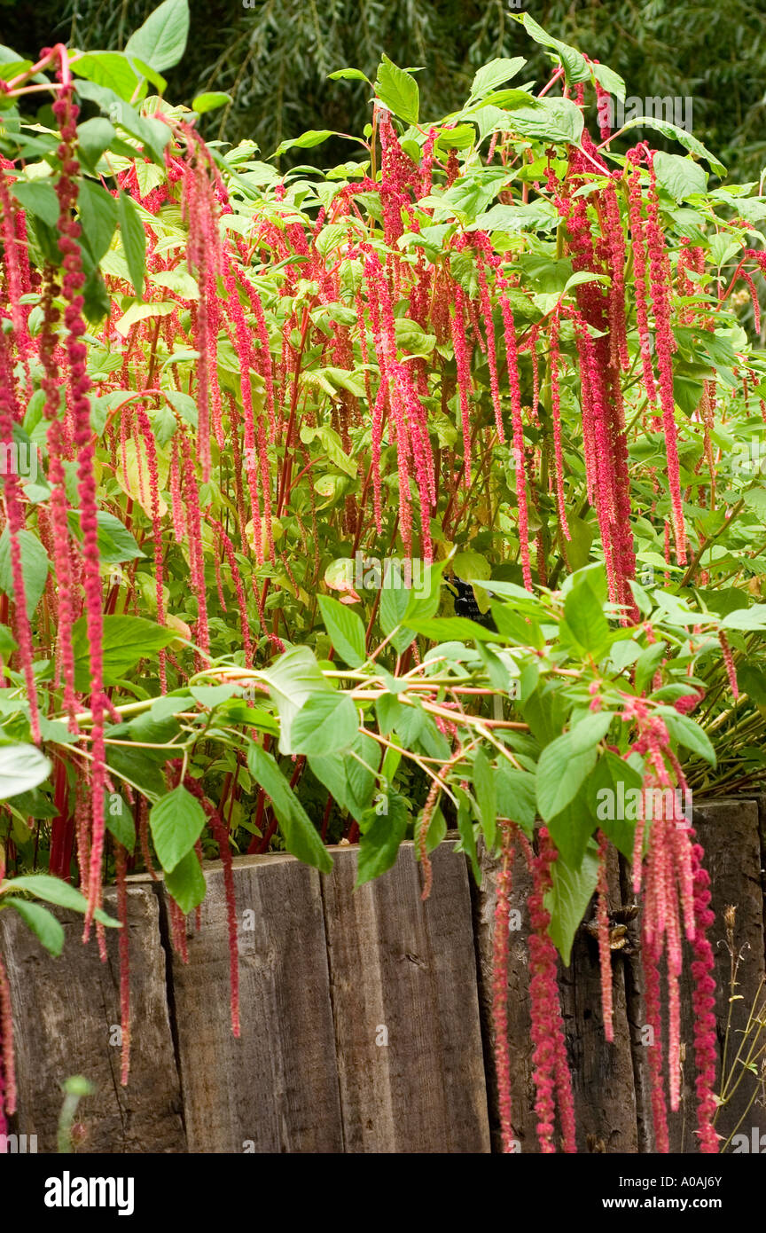 Les fleurs rouges de loves lies bleeding ou un pendentif amarante ou Tassel fleur ou Quilete Amaranthaceae Amaranthus caudatus Banque D'Images