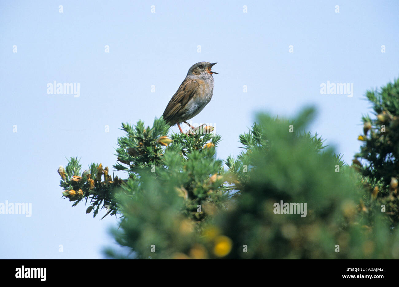 Prunella modularis nid chanter par l'ajonc commun bush Norfolk UK Banque D'Images