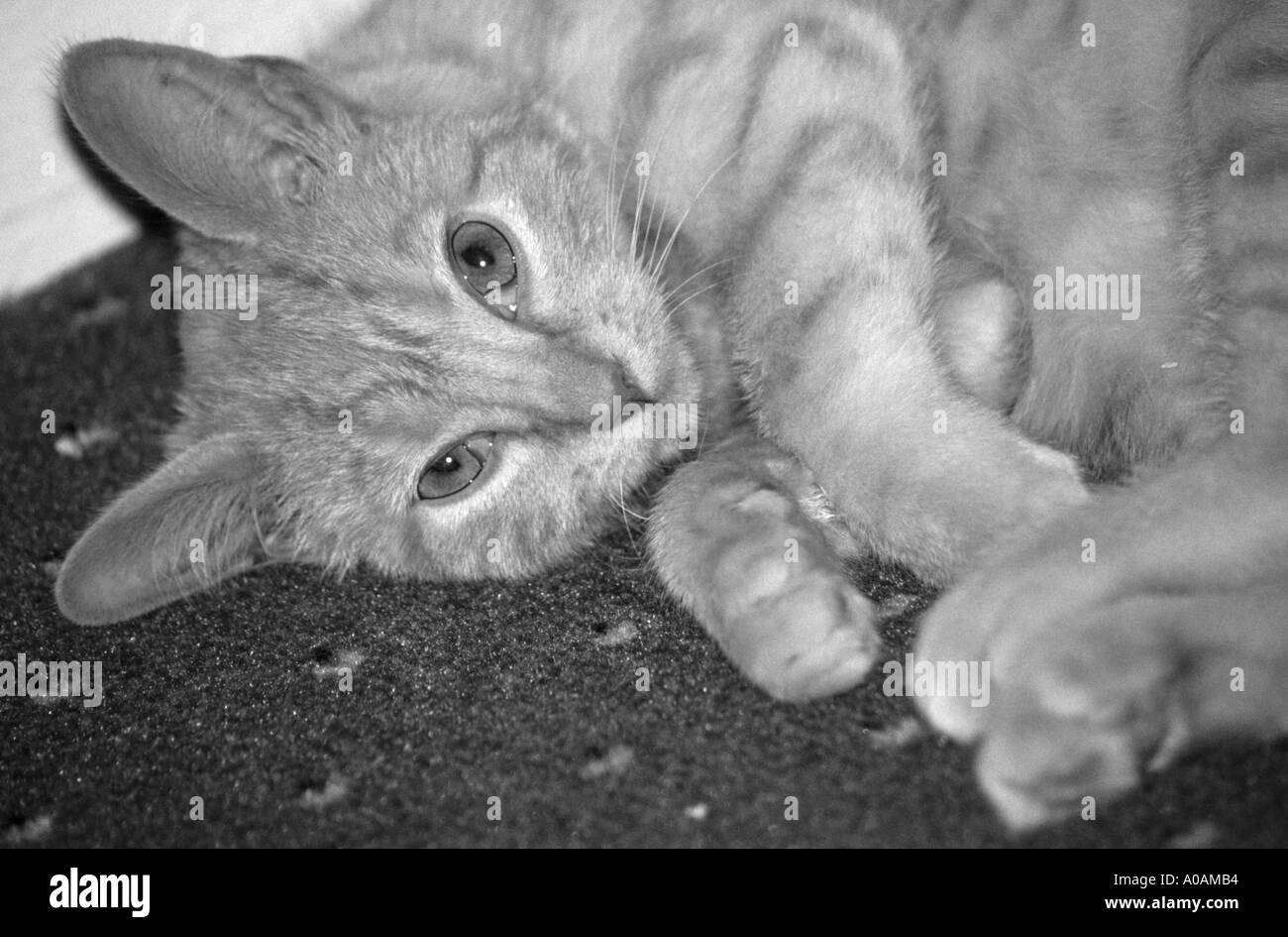 Les jeunes tabby kitten portant sur un tapis avec des pattes avant outstretched Banque D'Images