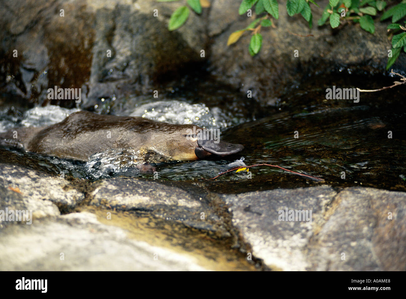 Ornithorhynchus anatinus ornithorynque nage dans creek Banque D'Images