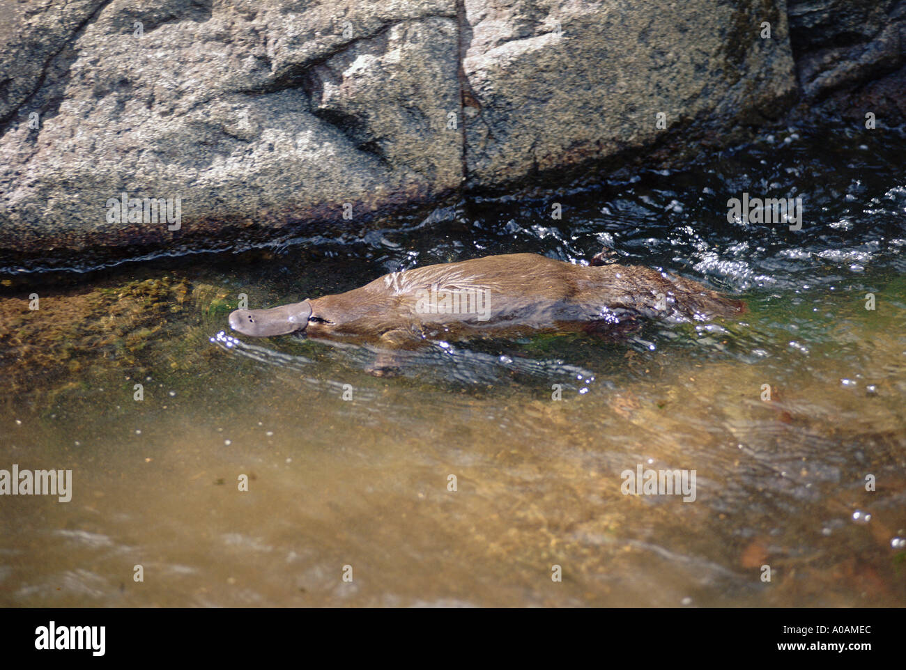 Ornithorhynchus anatinus ornithorynque nage dans creek Banque D'Images
