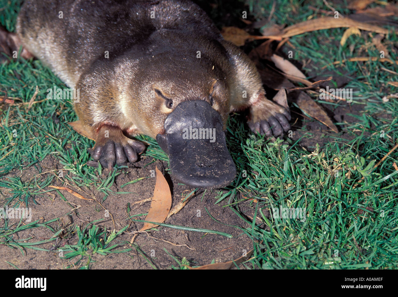 Ornithorhynchus anatinus ornithorynque Close up of head Banque D'Images