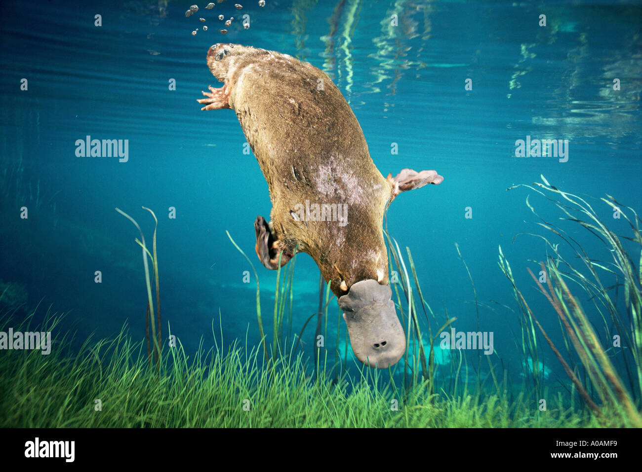 Ornithorhynchus anatinus ornithorynque, femme nager sous l'eau, photographié en Tasmanie Banque D'Images