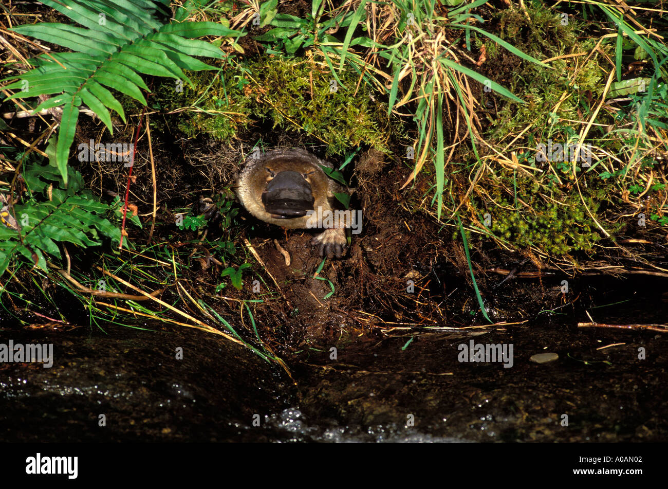Ornithorhynchus anatinus ornithorynque qui sortent d'enfouir l'Australie Tasmanie monotrèmes UN Banque D'Images