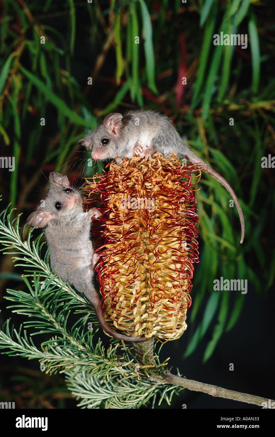 Petit Possum pygmée Cercartetus lepidus. Les forêts du sud-est de l'Australie et de Tasmanie Banque D'Images