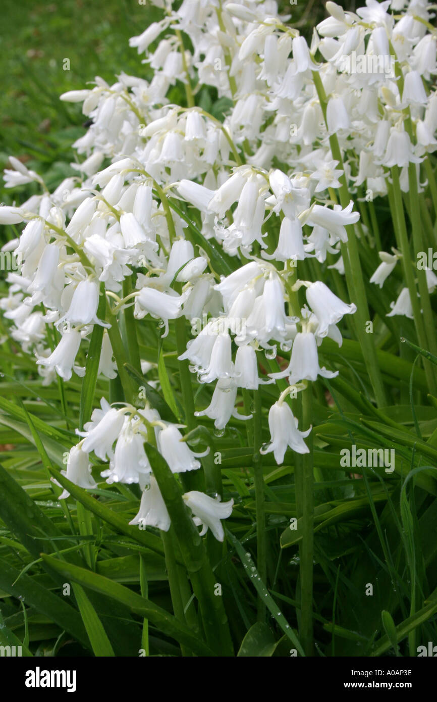 Fleurs de variété blanche de jacinthe sauvage ou Bluebell nom botanique  Hyacinthoides non scripta ou nonscriptus Endymion Photo Stock - Alamy