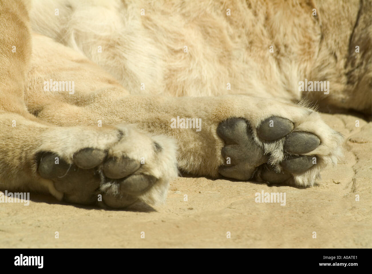 Pattes de Lion en close up. Les deux pattes arrière Banque D'Images