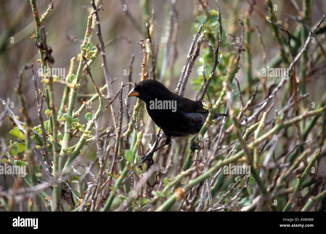 Groundfinch Darwinfinch Rabida sur l'une des îles Galápagos Banque D'Images