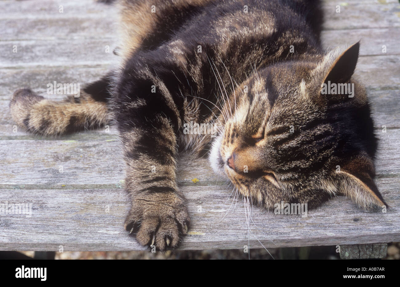 Close up de la tête et des jambes avant de chat tigré tendus et contentement somnoler sur table de jardin en bois Banque D'Images
