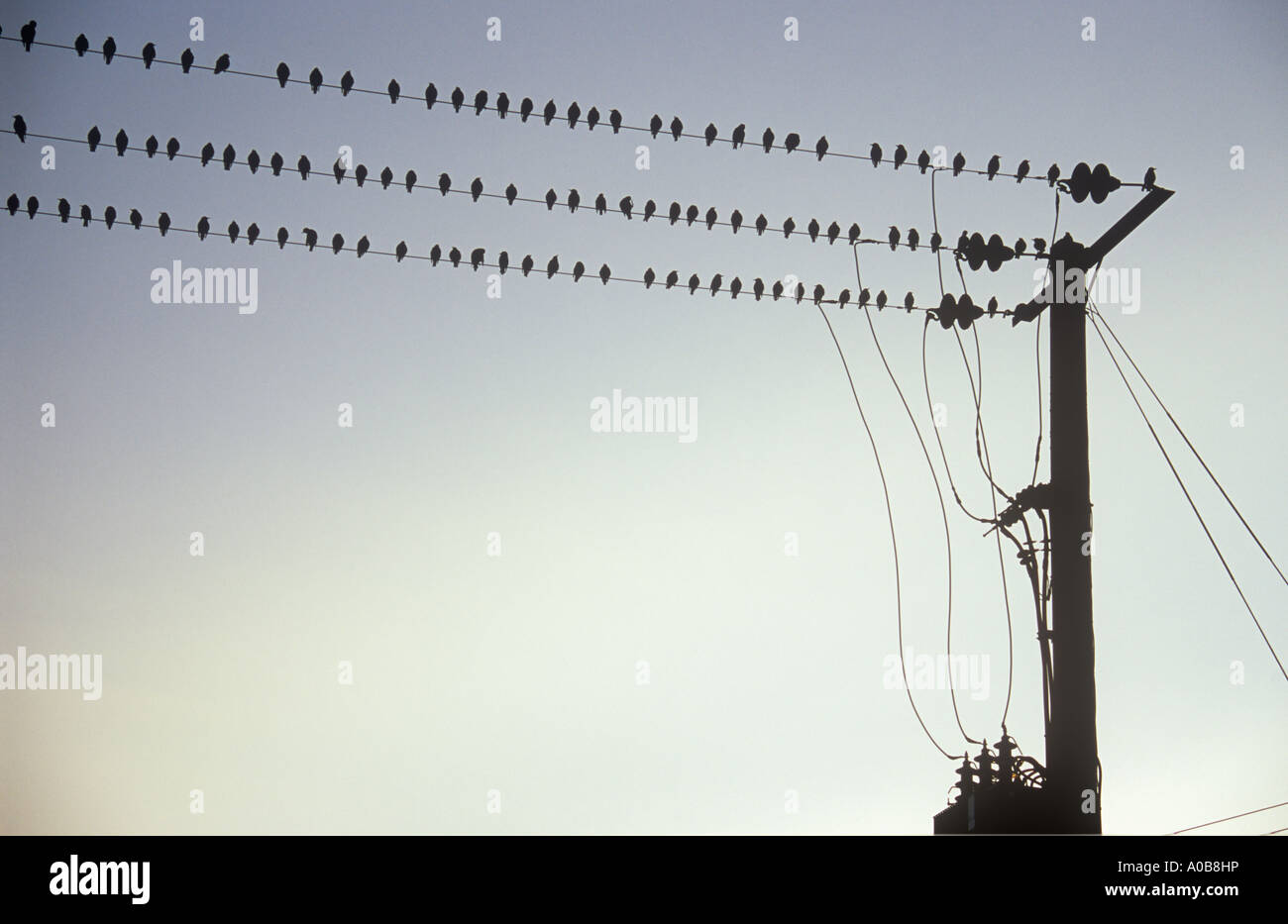 De nombreuses ou Étourneaux Sturnus vulgaris assis sur trois lignes parallèles silhouetted against sky Banque D'Images De nombreuses ou Étourneaux Sturnus vulgaris assis sur trois lignes parallèles silhouetted against sky Banque D'Images