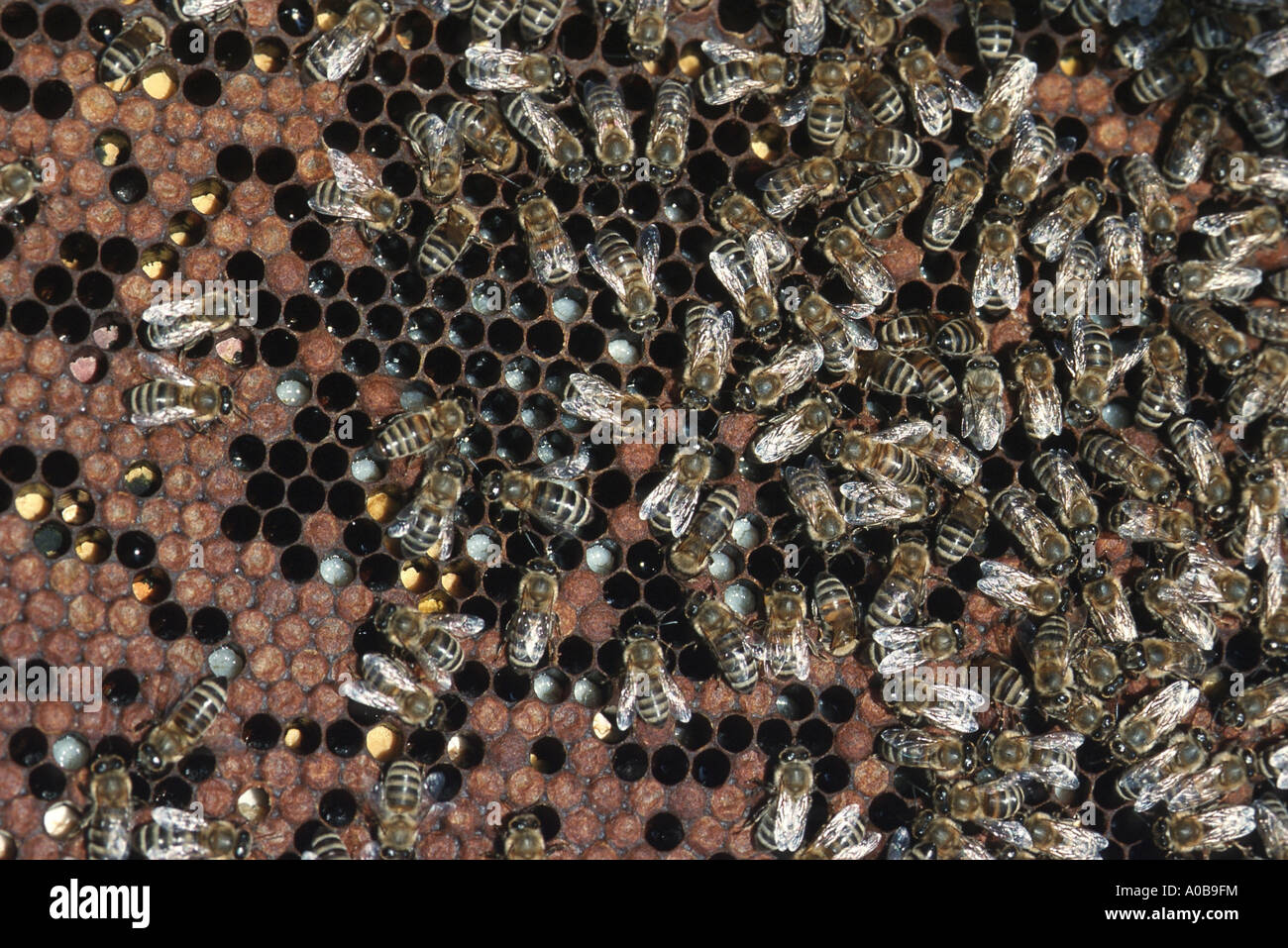Abeille, ruche abeille (Apis mellifera mellifera), sur honycomb Banque D'Images