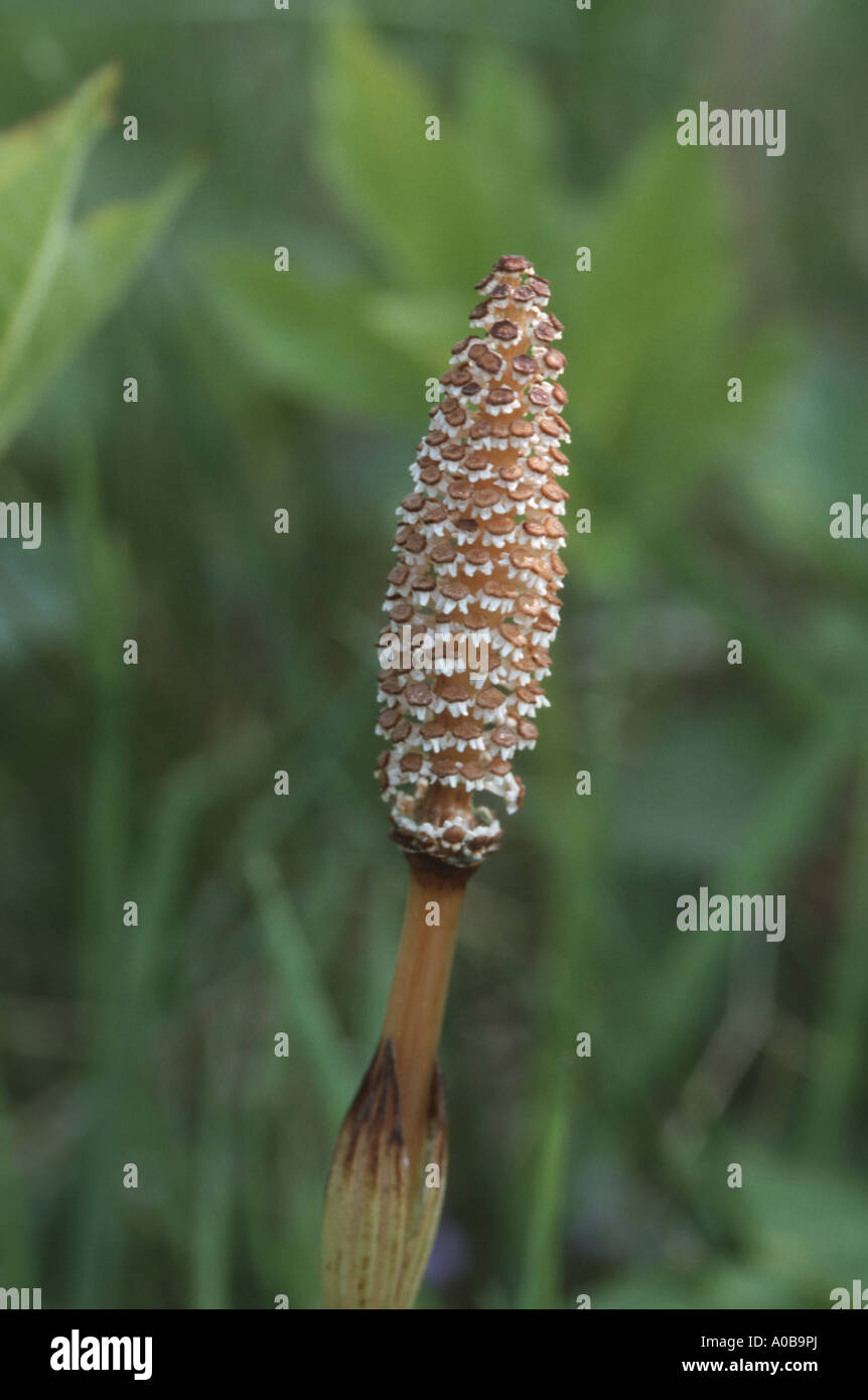 La prêle des champs (Equisetum arvense), fertile sprout Banque D'Images