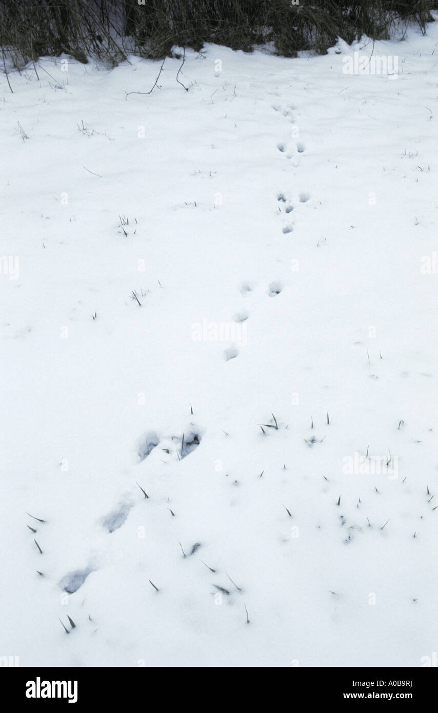 Lièvre d'Europe (Lepus europaeus), les pistes dans la neige Banque D'Images