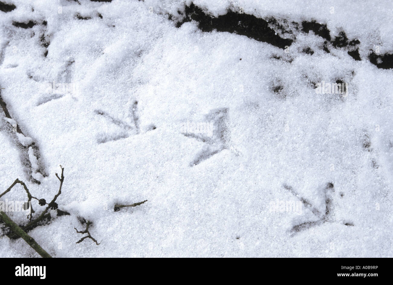 Gallinule poule-d'eau (Gallinula chloropus), les pistes dans la neige Banque D'Images