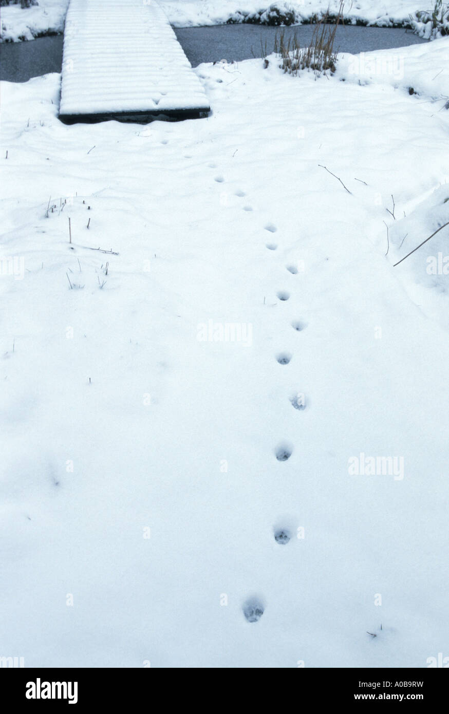 Chat domestique, le chat domestique (Felis silvestris catus), f. les pistes dans la neige Banque D'Images