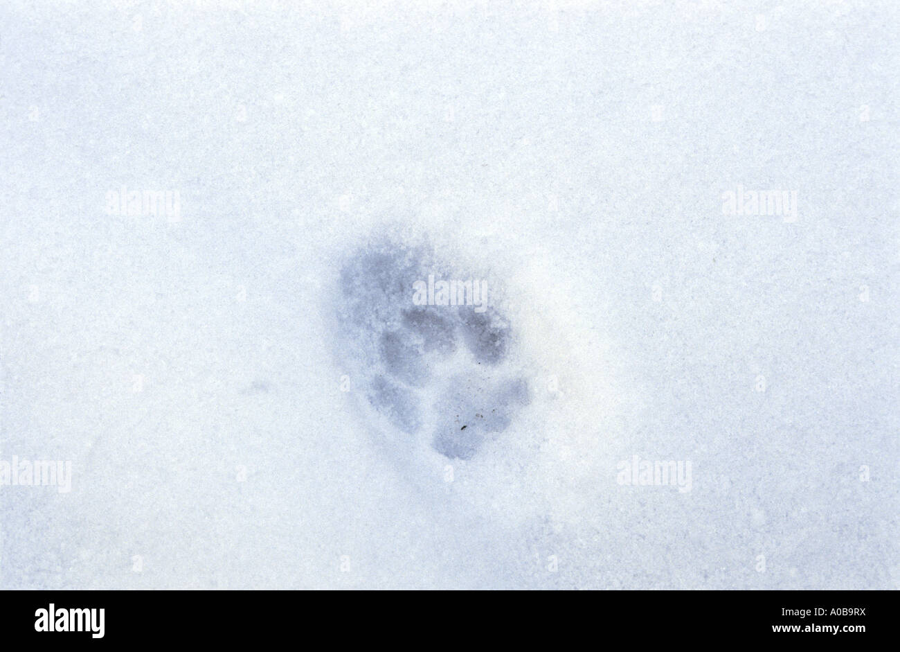 Chat domestique, le chat domestique (Felis silvestris catus), f. padprint dans la neige Banque D'Images