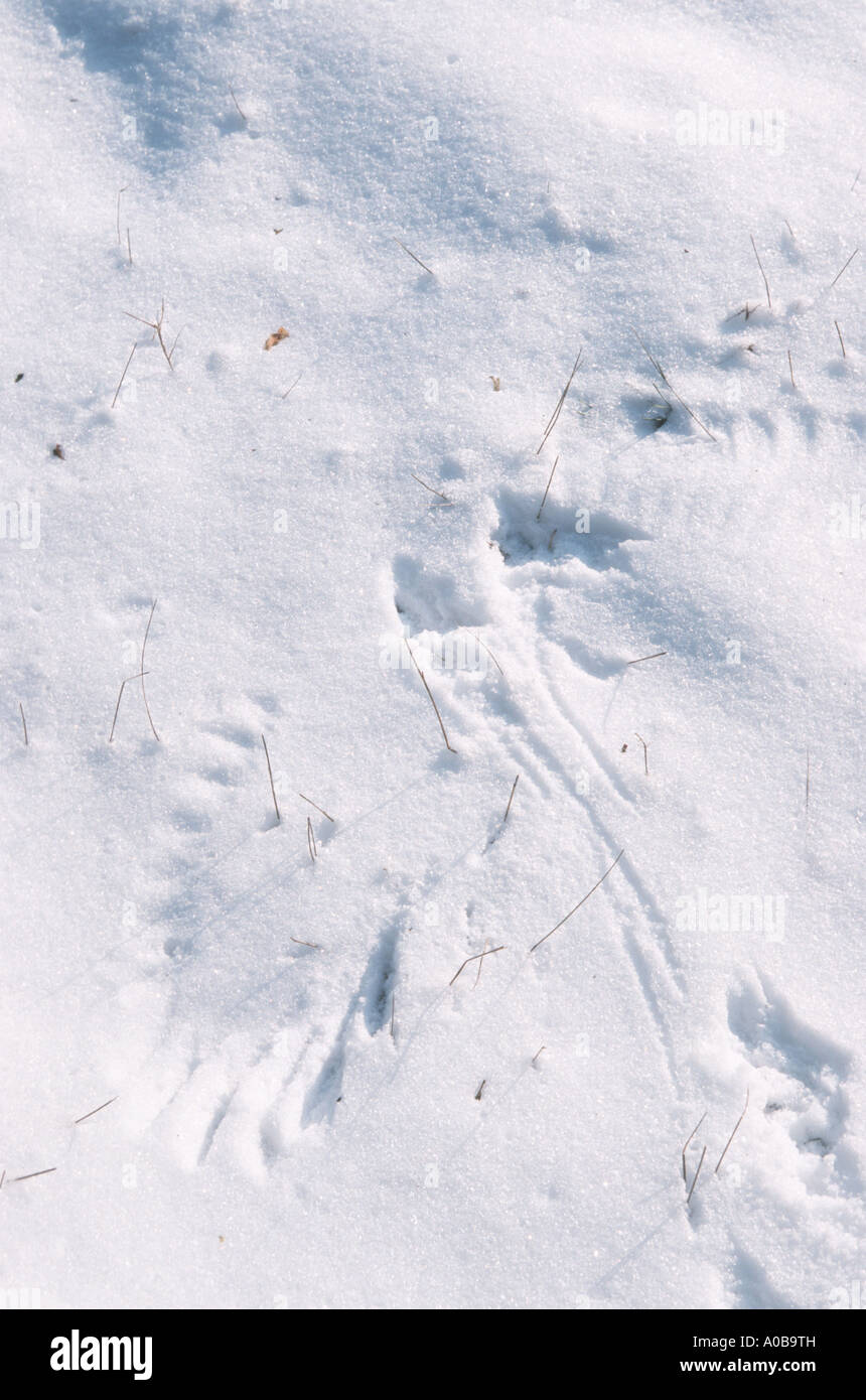 Corneille noire (Corvus corone), wingprint in snow Banque D'Images